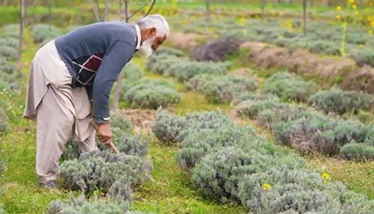 लैवेंडर की खेती ( Lavender farming )