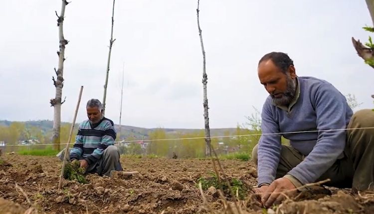 लैवेंडर की खेती ( Lavender farming )