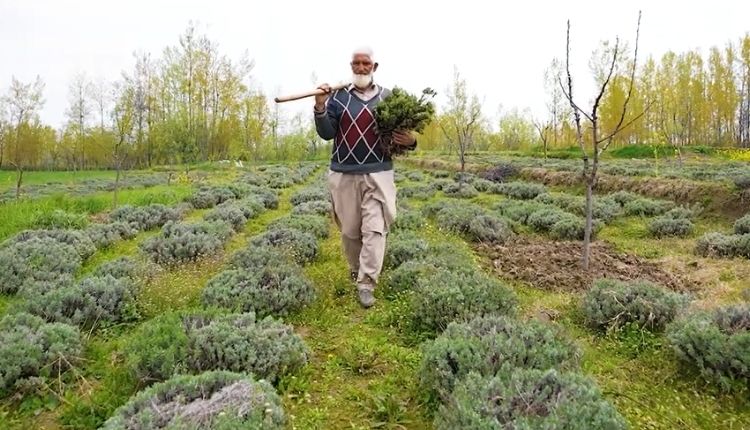लैवेंडर की खेती ( Lavender farming )
