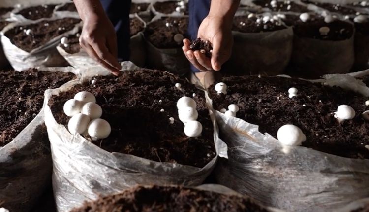 mushroom cultivation ( मशरूम की खेती )