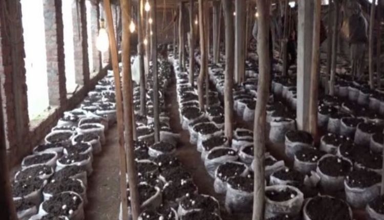 mushroom cultivation ( मशरूम की खेती )