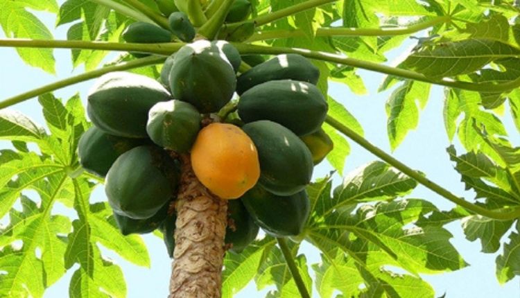 पपीते के पत्ते ( papaya plants health benefits )