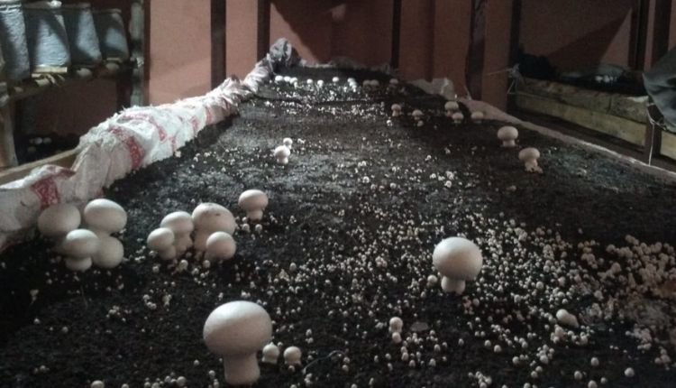 मशरूम की खेती ( MUSHROOM FARMING UTTARAKHAND )