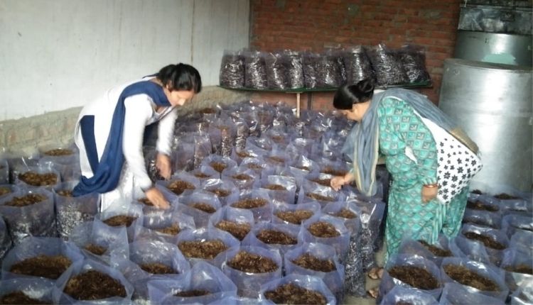 मशरूम की खेती ( MUSHROOM FARMING UTTARAKHAND )