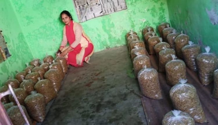 मशरूम की खेती ( MUSHROOM FARMING UTTARAKHAND )