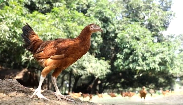 आम आधारित मुर्गीपालन (poultry farming and mango cultivation ) 