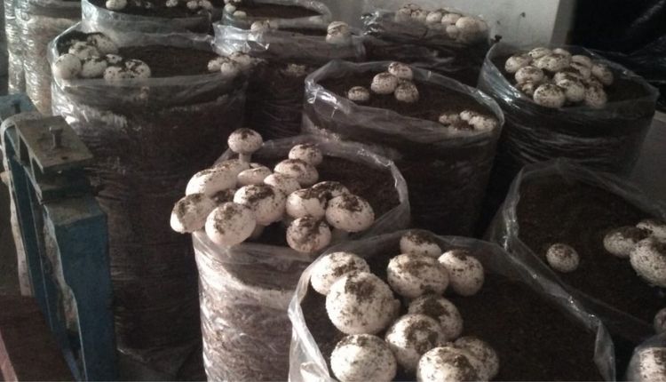 मशरूम की खेती ( MUSHROOM FARMING UTTARAKHAND )