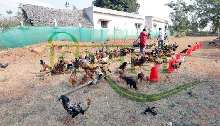 बैकयार्ड मुर्गीपालन ( backyard poultry farming ) 