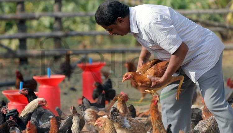 बैकयार्ड मुर्गीपालन ( backyard poultry farming ) 