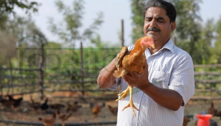 बैकयार्ड मुर्गीपालन ( backyard poultry farming ) 