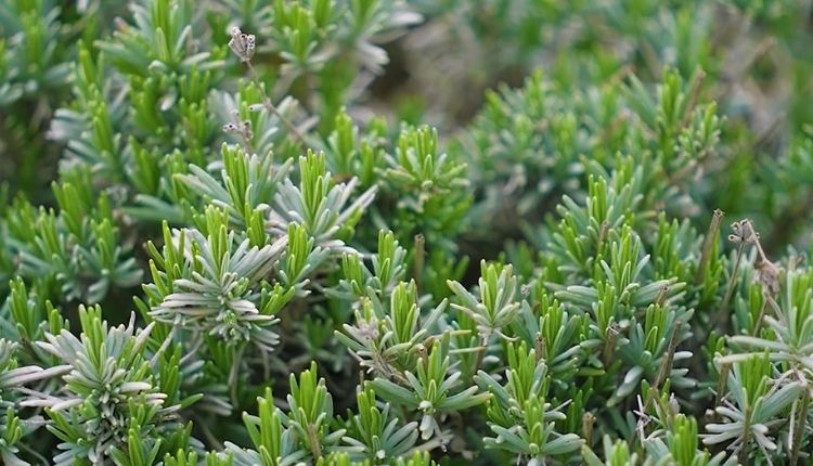 लैवेंडर की खेती ( Lavender farming )