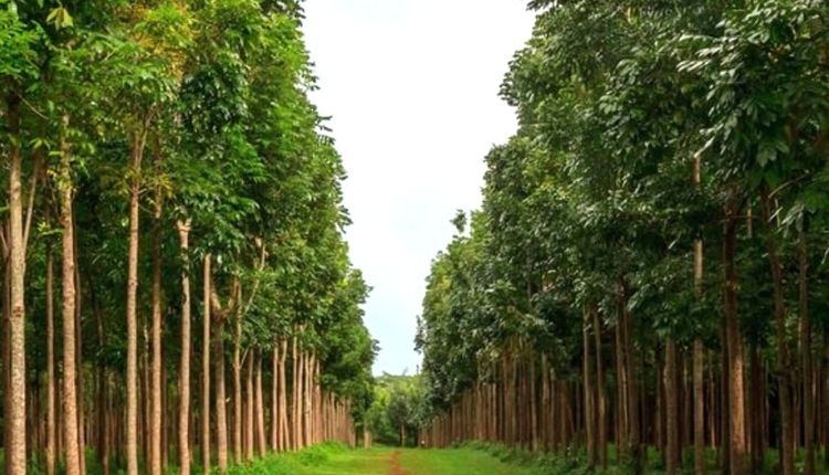 Mahogany Farming