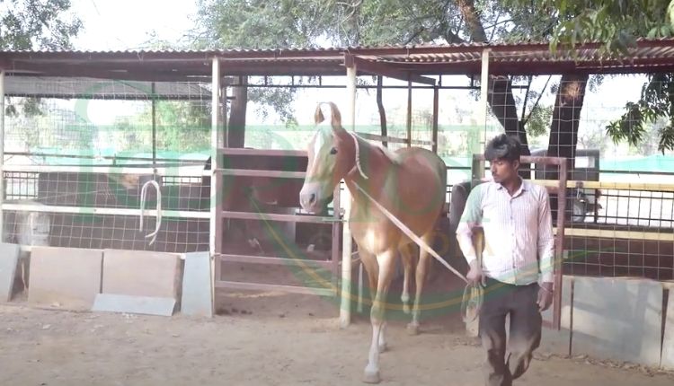 horse rearing