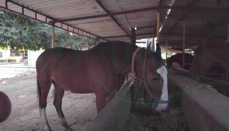 horse rearing