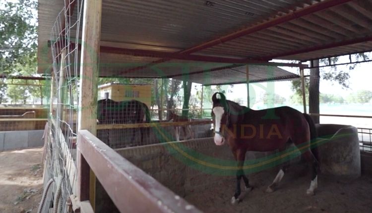 horse rearing