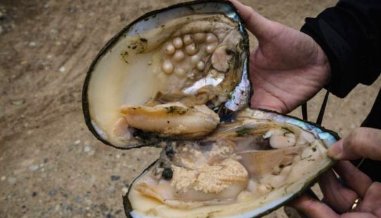 pearl farming