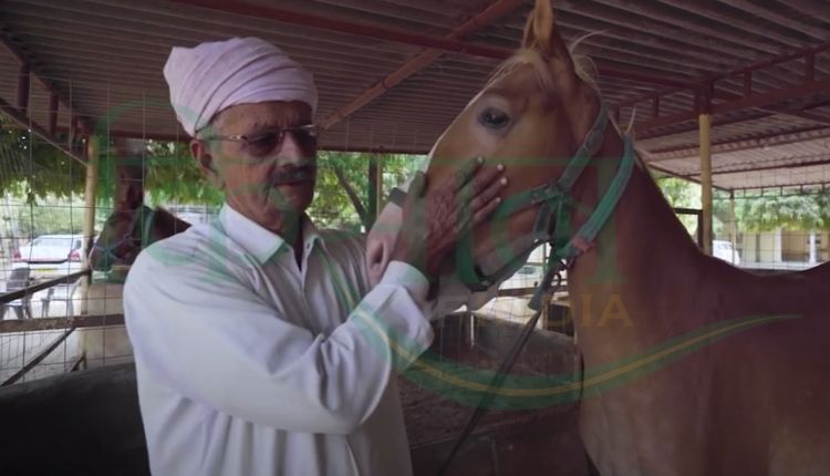 horse rearing