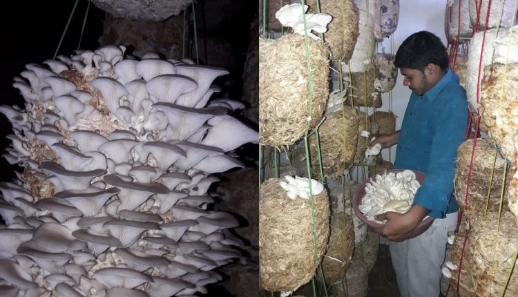 mushroom cultivation