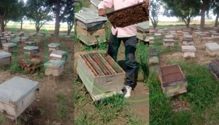 beekeeper