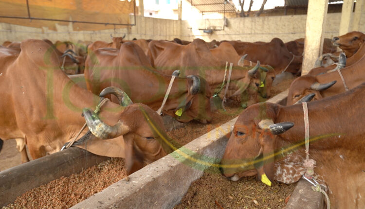 डेयरी फ़ार्मिंग भूपेंद्र पाटीदार दुग्ध क्रांति (bhupendra patidar dairy farming