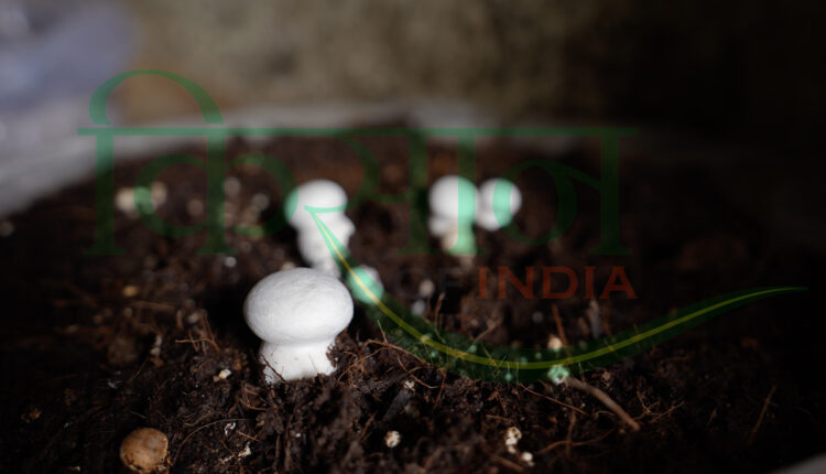 बटन मशरूम का उत्पादन और खेती ( button mushroom farming)