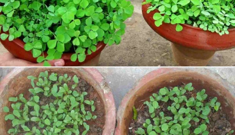 10 घर पर लगाने वाले पौधे जो ऑक्सीजन देने का भी करते हैं काम और इनकी ताज़ी हरी सब्ज़ियों से मिलेगा प्रोटीन