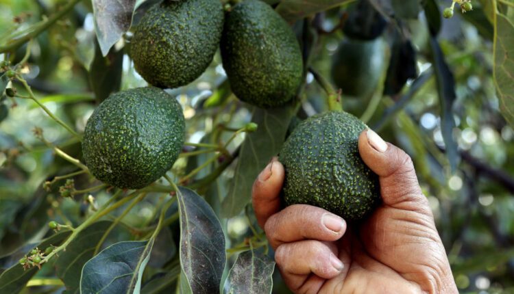 avocado farming एवोकाडो की खेती