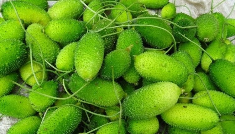Kakoda Ki Kheti: कंकोड़ा की खेती किसानों को क्यों अपनानी चाहिए?