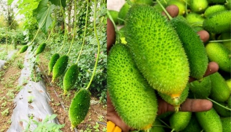 Kakoda Ki Kheti: कंकोड़ा की खेती किसानों को क्यों अपनानी चाहिए?