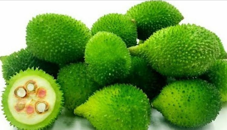 Kakoda Ki Kheti: कंकोड़ा की खेती किसानों को क्यों अपनानी चाहिए?