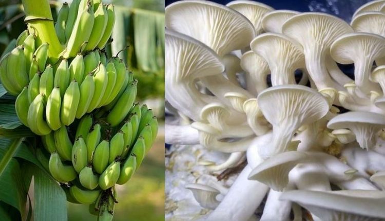 How to make mushroom bed from banana reside