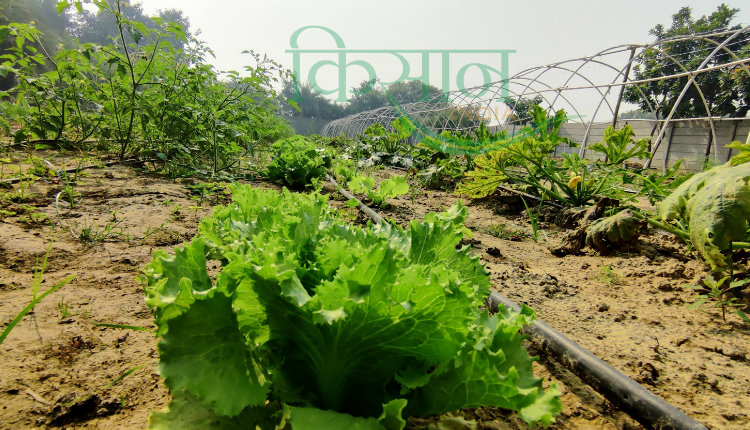 Organic Acre: इन बातों का ख्याल रखेंगे तो खेती में होगी तरक्की, लक्ष्य डबास से जानिए उत्पादन बढ़ाने और फसलें बचाने की टिप्स