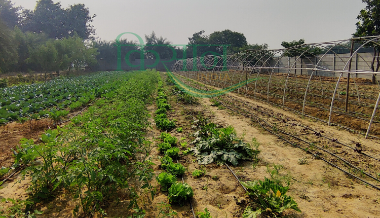 Organic Acre: इन बातों का ख्याल रखेंगे तो खेती में होगी तरक्की, लक्ष्य डबास से जानिए उत्पादन बढ़ाने और फसलें बचाने की टिप्स