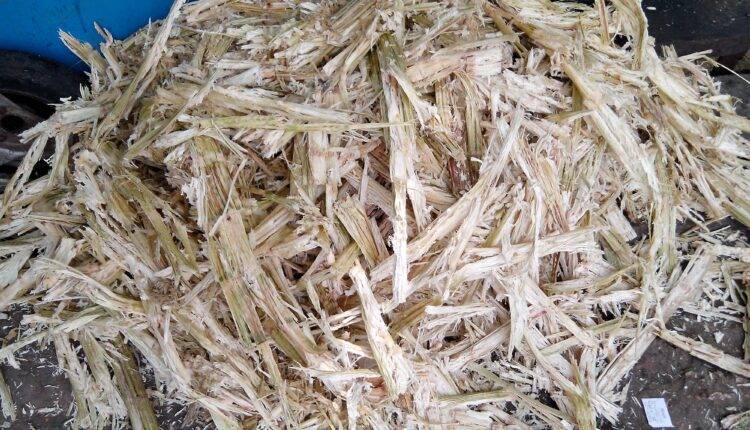 Mushroom Farming: Know how sugarcane increased mushroom production, ICAR-DMR invented technology