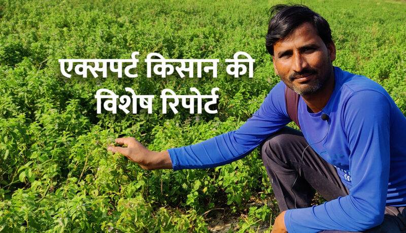 पुदीना की खेती (peppermint farming)