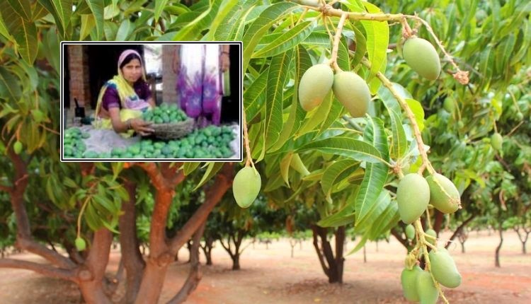 आम की खेती उत्तर प्रदेश उन्नाव ( mango farming uttar pradesh unnao)