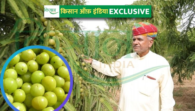 आंवले की खेती कैलाश चौधरी ( amla farming kaliash choudhary)