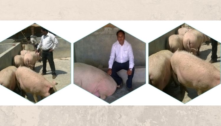 सूअर पालन कैसे करें ( how to do pig farming nitin barker)