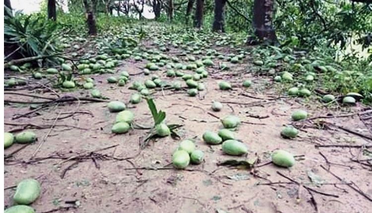 Mango cultivation