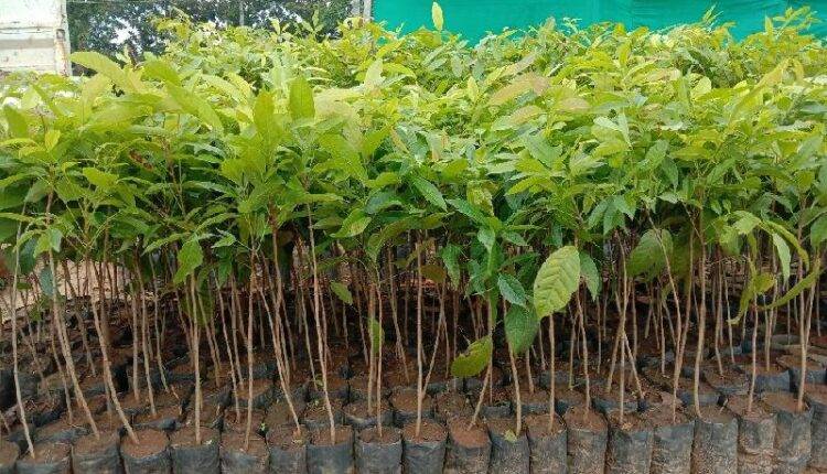 mahogany farming in india (महोगनी की खेती)