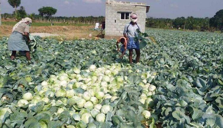 cabbage waste food products (पत्ता गोभी की खेती और कचरा) 