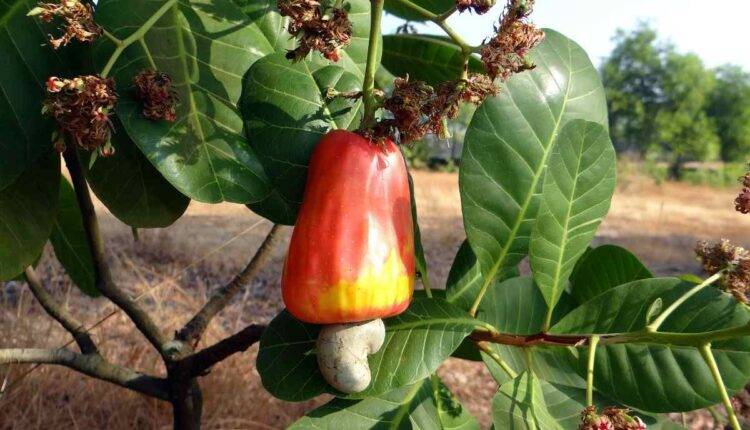 Cashew farming