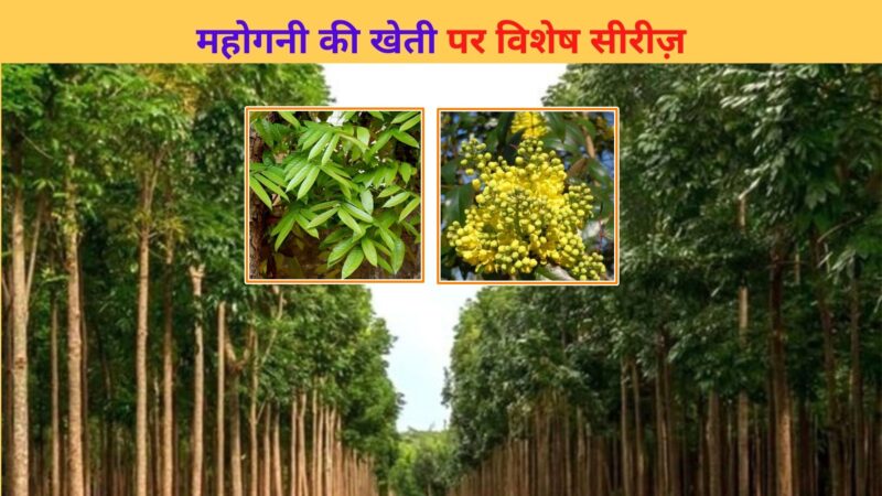 mahogany farming in india (महोगनी की खेती)