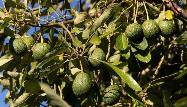 avocado farming एवोकाडो की खेती