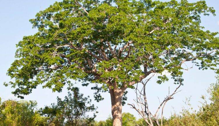 Mahogany farming