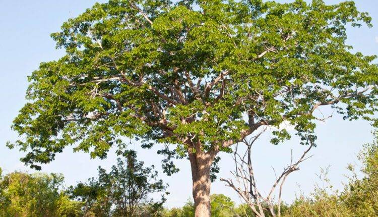 mahogany farming in india (महोगनी की खेती)