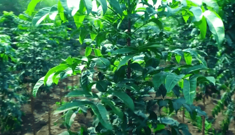 Mahogany Farming