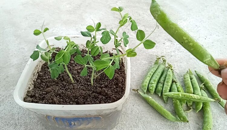 10 घर पर लगाने वाले पौधे जो ऑक्सीजन देने का भी करते हैं काम और इनकी ताज़ी हरी सब्ज़ियों से मिलेगा प्रोटीन
