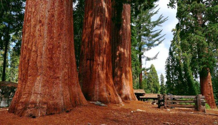 Mahogany farming