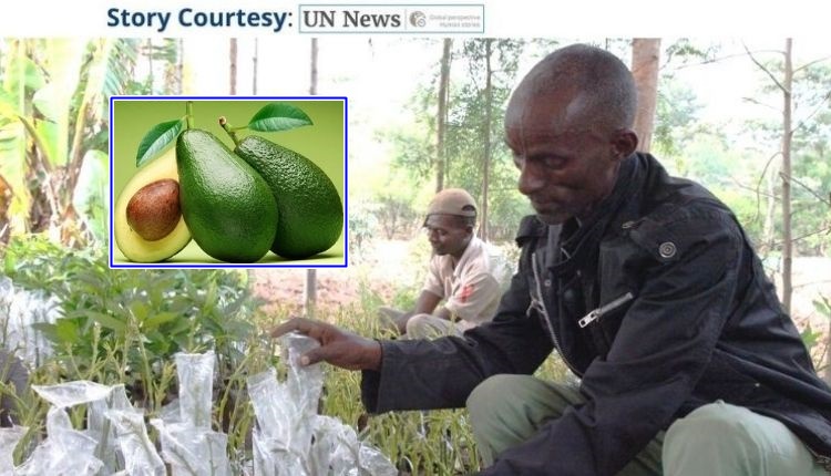 avocado farming एवोकाडो की खेती